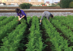 原料調達